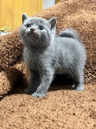 мейн кун: Британская, Самец, Самка, В добрые руки, Самовывоз, Бесплатная доставка, Платная доставка — 1