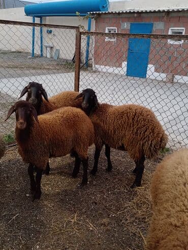 выгул собак бишкек: Самка, Qala, лет: 1, 50 кг, Для разведения, Самовывоз — 1