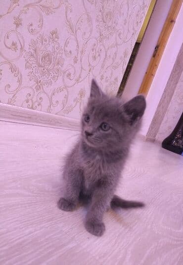 кот в добрые руки: Самец, В добрые руки, Самовывоз — 4