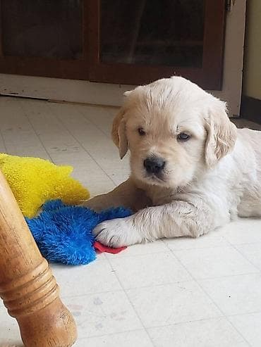 nemeski afcarka balasi: Retriever, 2 ay, Peyvəndli, Ünvandan götürmə — 3