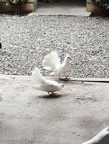 qızıl quş: Pavlinlər satlir ünvan quba boynu əsən sortdu ballali anli di — 5