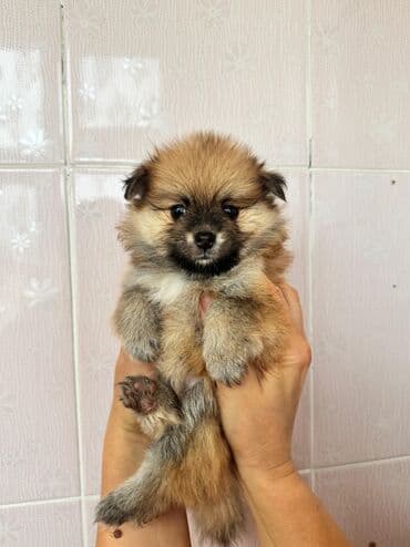 собака шпиц: Шпиц, 2 месяца, С прививками — 5