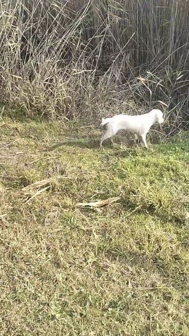 Ov itləri – İngilis Setteri (ağ rəngdə) - Cins: İngilis setteri (ov