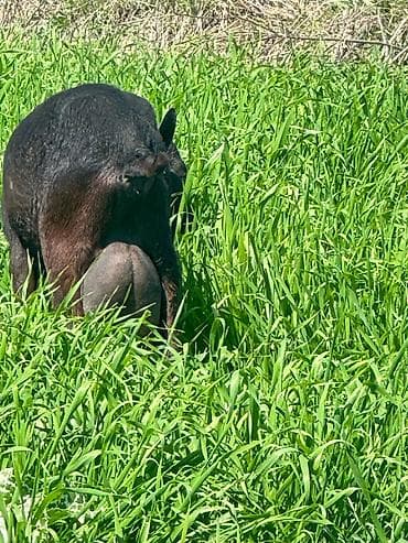 Murçiano keçi sürüsü. Qiymetlər 250 den başlayır — 5