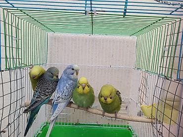 продажа птиц в баку: Axşamınız xeyir. 6 ədəd Valnisti satılır. 3erkek 3 dişi. Hamısı bir — 3