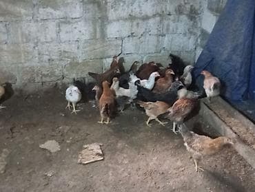 Toyuq, Damazlıq, Ünvandan götürmə