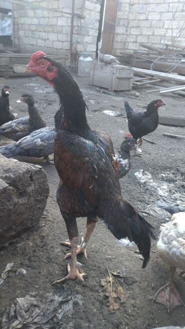 Куры: 1 ilk heyratı doyugen di sağlamdır heyradin doyusmeyne söz ola bimez — 2