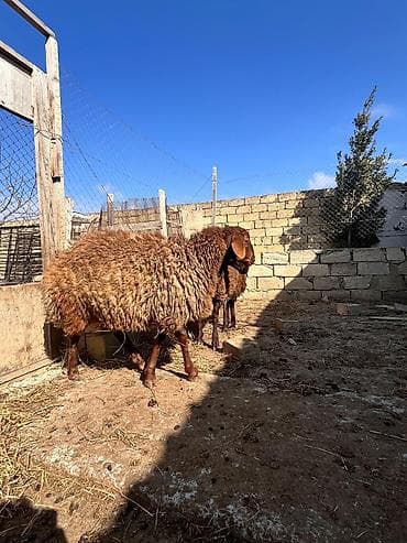 balaca it ucuz: Salam iki eded Erkey quzu satılır həm kəsimə həm damazliqa — 4