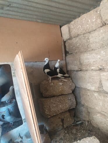 goyercin yuvasi: Salam 13 ədəd quşdu hamsina 80 manat verən olsa verəcəm tək birinci — 1