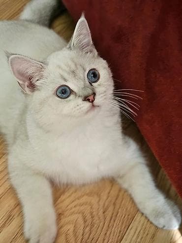 Britan, Erkək, Ünvandan götürmə, Pulsuz çatdırılma, Ödənişli çatdırılma