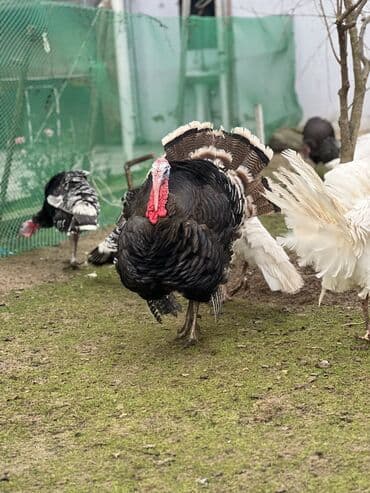 Inəklər, öküzlər: Hinduwlar satilir — 4