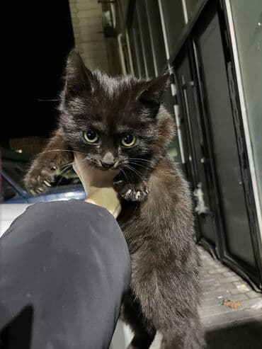 кот для вязки: В добрые руки — 7