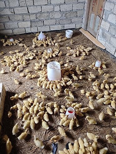 hind qusu satisi: Məhsul: Ördək balaları (cücələr) Təsvir: - Şəkillərdə böyük sayda — 3