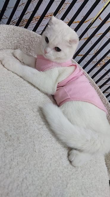 Şotland yastı qulaq, Dişi, Yaxşı əllərə, Ünvandan götürmə