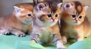 1 azn pişik: Britan, Erkək, Yaxşı əllərə, Ünvandan götürmə — 1