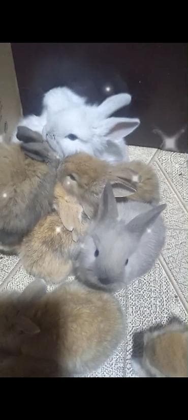 Cins ve yerli dovşan balalari. Böyuyen ve boyumeyen. Tek ve top