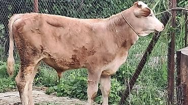 quş satılır: 5 aylıq erkək smental dana satılır — 2