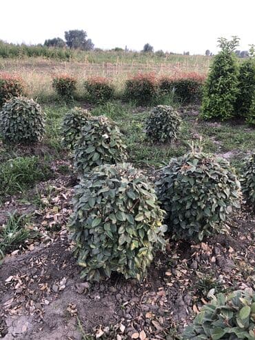 zeytun satışı: Dekarativ agaclarin satiwi istenilen novde istenilen olcude var elave — 28