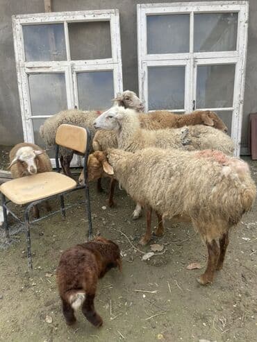 cins ineklerin qiymeti: 1 ədəd qoyun yanında quzu ilə (quzu ərkəkdi) 3 ədəd qoyun boğaz — 4