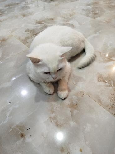 şotlan pisiyi: Ağ rəngli ev pişiyi – zərif və səliqəli görünüş - Qısa, yumşaq tüklü — 1