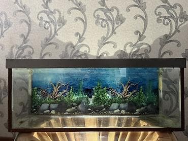 Dördbucaq akvarium, Boş, 45 l, Ünvandan götürmə lalafo.az -da Dördbucaq akvarium, Boş, 45 l, Ünvandan götürmə