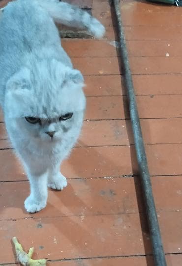 Şotland, Dişi, Ünvandan götürmə