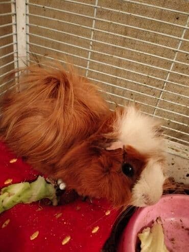 hamster: Svinka Hamster Xamyak — 3