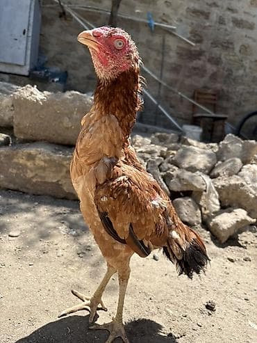 С/х животные и товары: Salam. Heyrati fərə satılır sağlam 8,9 aylıq fərədi isdəyən buyursun — 6