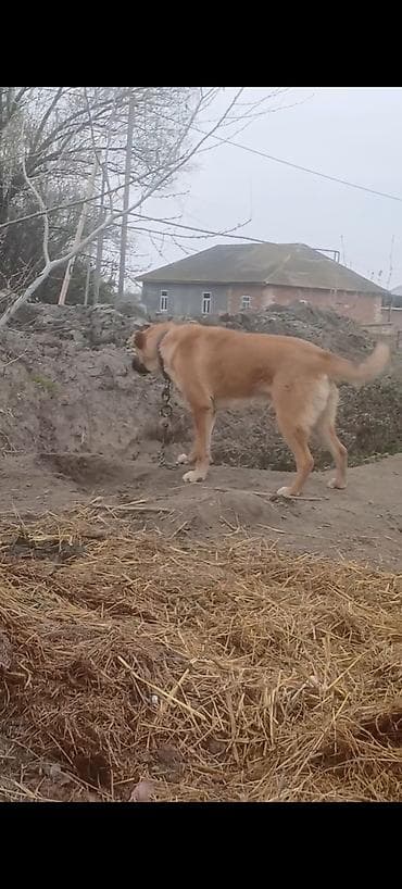 anadolu çoban iti: 8 ay — 4