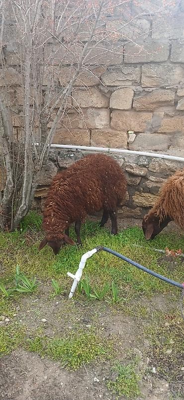 qoyun itləri: Salam ana bala qoyun satıram təmiz mor karaman cinsidilər ana bala — 7