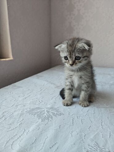 azərbaycan pişik adları: Şotland yastı qulaq, Erkək, Dişi — 4