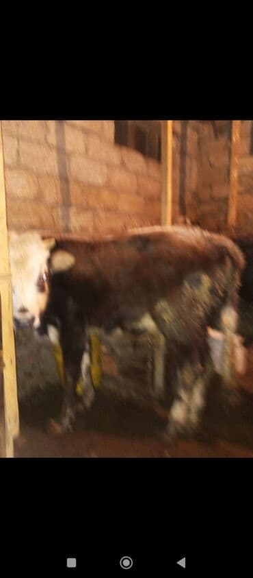 balaca dana: Erkək danalar 
satılır istəyən əlaqə saxlasın — 3