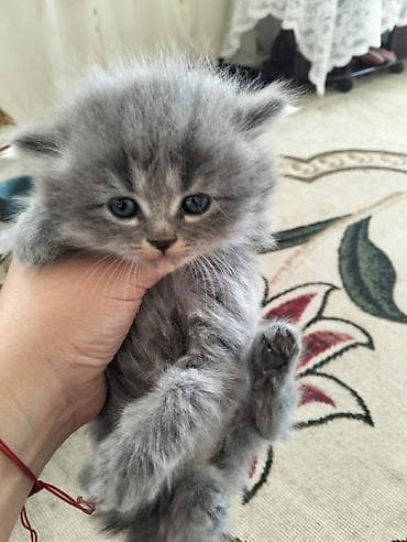 ✨🐾 BRITISH ARİSTOKRAT SATILIR 🐾✨ 👑 Saf qan British cins 💎 Yumşaq, sıx