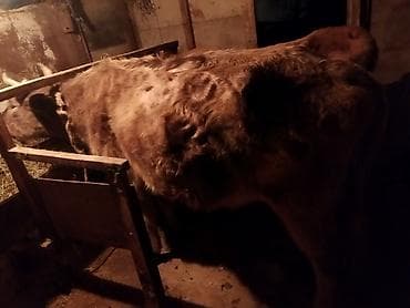 xoruz satisi: Dişi, il: 1, 1 kq, Damazlıq, Ünvandan götürmə — 3