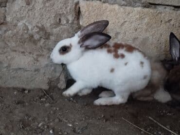 dovşan yuvasi: Cins Dovşanlar yerli dovşan deyillərçəkiləri 3.500 civarı olur — 2