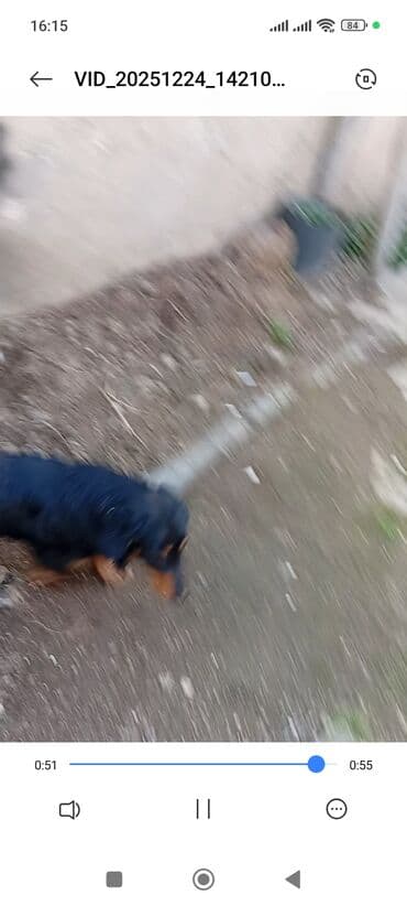 3D panellər: Sotluq – it balaca ölçülü ov iti (daxshund / taksa tipli) — 4