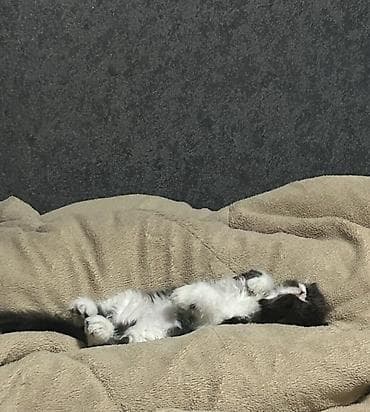 toyuq cuceler: Salam yaponka cüceler 28 günlükdüler — 4