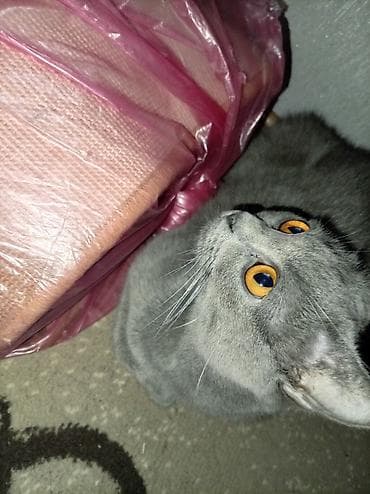 Britan, Dişi, Yaxşı əllərə, Ünvandan götürmə