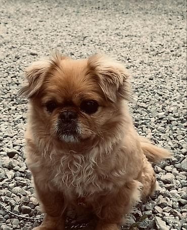Pekines