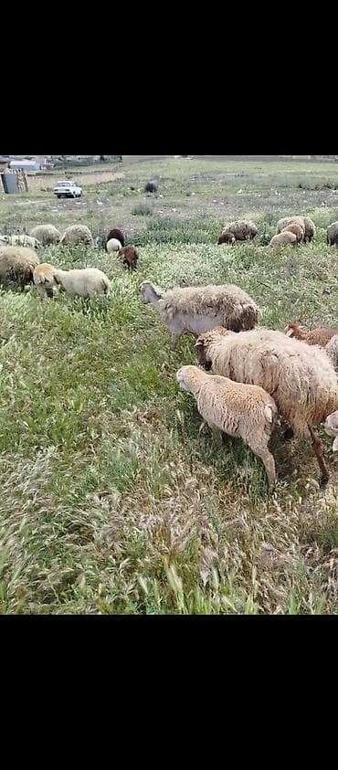 pomeranian spitz satisi: 15 ana15 bala quzular satılır,analar yaşlı heyvanlardır. son qiyməti — 1