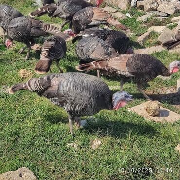 arı şəkilləri: Hinduşka amerkan bronz Erkey damazdig saxlamaga - Açıq sahədə gəzinti — 2