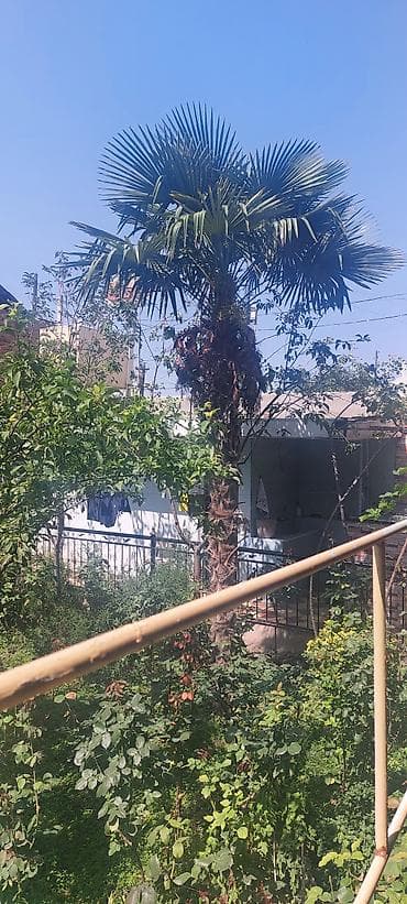 palma agacı: Satılır: Hündür dekorativ palma ağacı (Trachycarpus fortunei – külək — 3