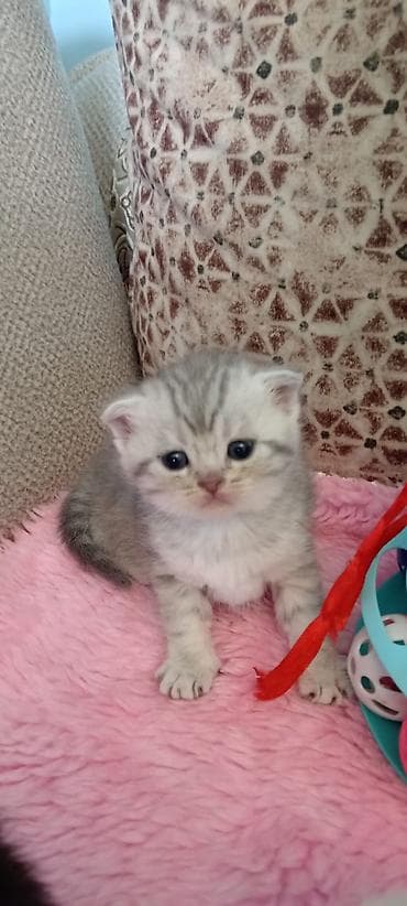 Кошки: Шотладская вислоухая — 8