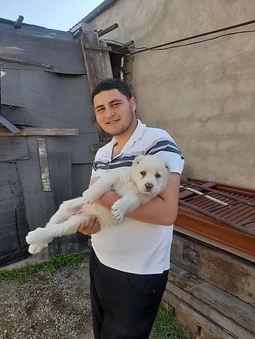 haski balaları: Alabay, 2 ay, Dişi, Peyvəndli — 2