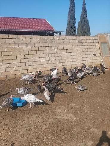 profil ucun pisik sekilleri: Hinduşkalar — 2