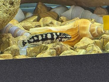 Gəmiricilər: Tanqanika baliklari hamsi birlikdə satlir 16 dənə Yekədirler — 9