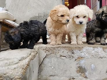 bala itlər: Ev üçün ideal Saf qan orta ölçülü pudel balalar qara qəhvəyi ton — 3