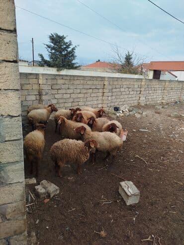 bala keçi: Qoyun sürüsü – ədədlik və ya birlikdə - Yerli ətlik/yunlu tipli — 1