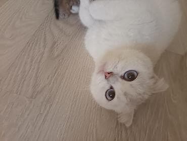 pişik ucun daraq: Şotland — 6