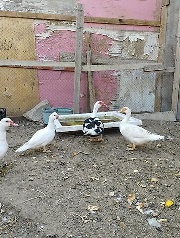 lavanda ördəyi: Lal ördəklər birisi erkek üç ədədi dişidi istəyən olsa əlaqə saxlaya — 7